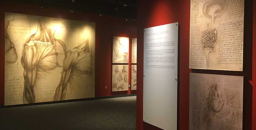 ΣΠΟΥΔΕΣ ΑΝΑΤΟΜΙΑΣ 